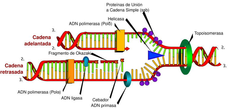 La Física y la Evolución Biológica